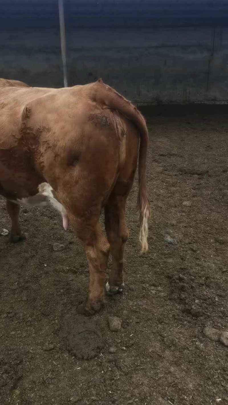 甘肃省，张掖市，淘汰西门塔尔母牛，宰肉牛，育肥架子牛