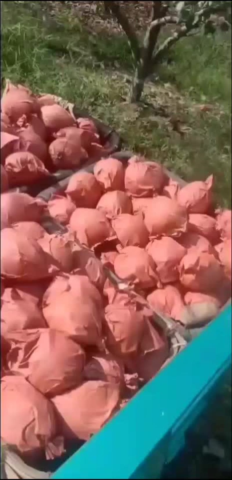 梨