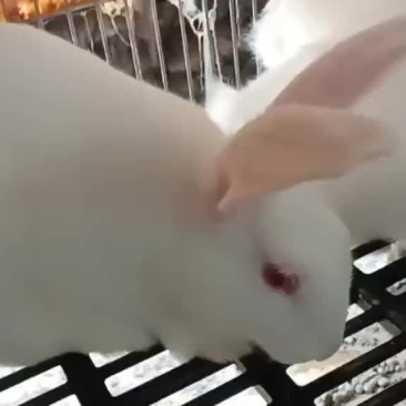 新西兰兔