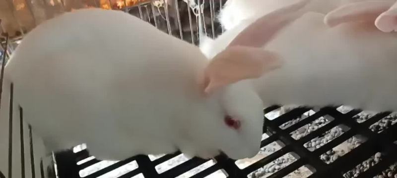 新西兰兔