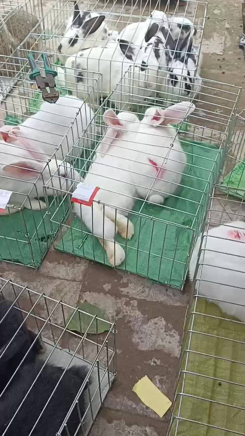 新西兰兔