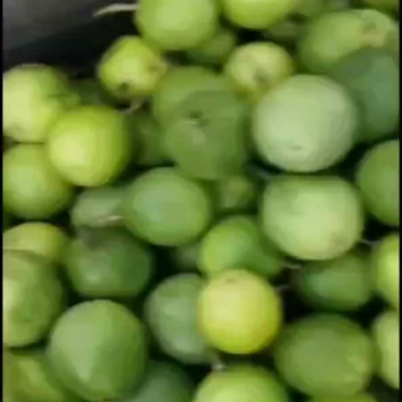钦蜜9号自家基地一件代发