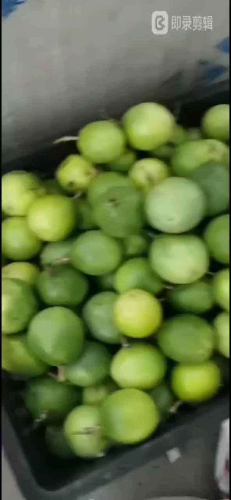 钦蜜9号自家基地一件代发