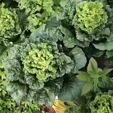 青麻叶，有需要的请打电话联系。
