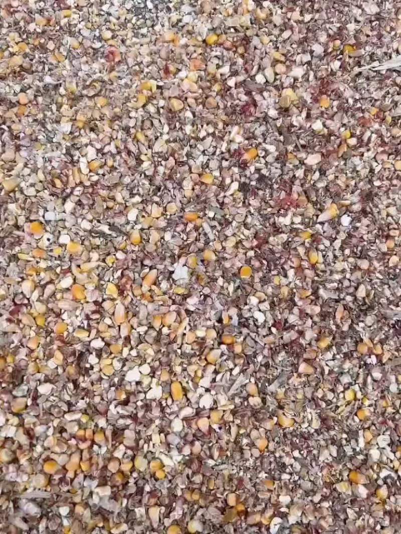 碎玉米现货毛粮