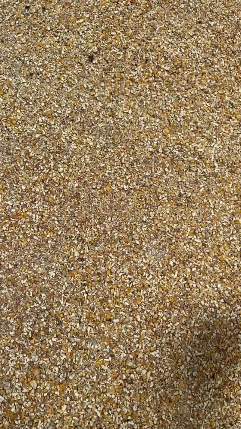 碎玉米现货毛粮
