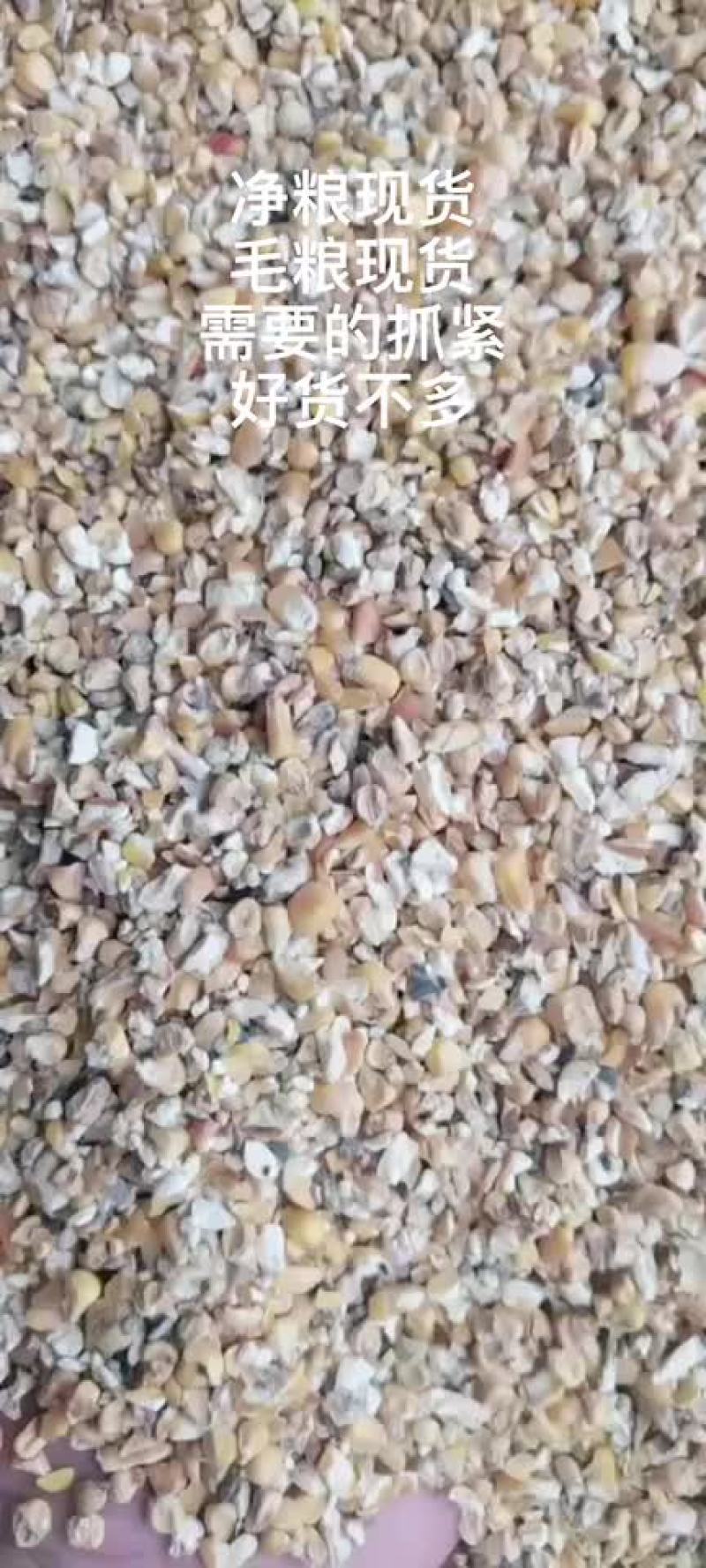碎玉米现货毛粮