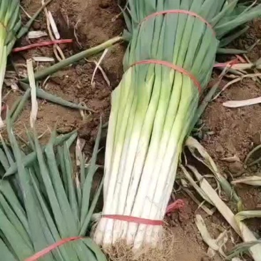 长白大葱，净葱，毛葱，粗葱，细葱。