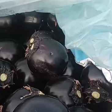 精品圆茄