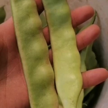 东北特长大油豆