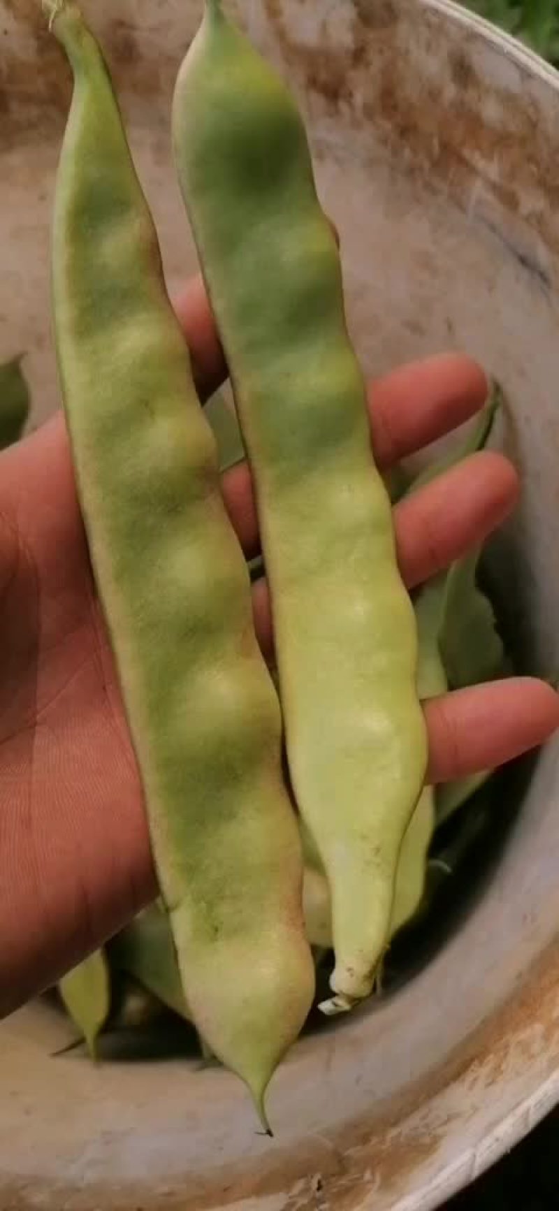 东北特长大油豆