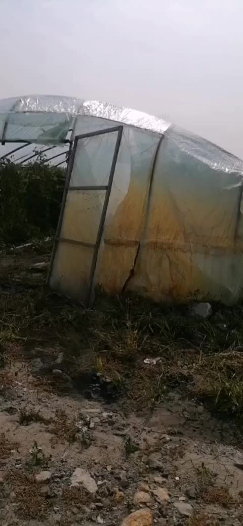 东北特长大油豆