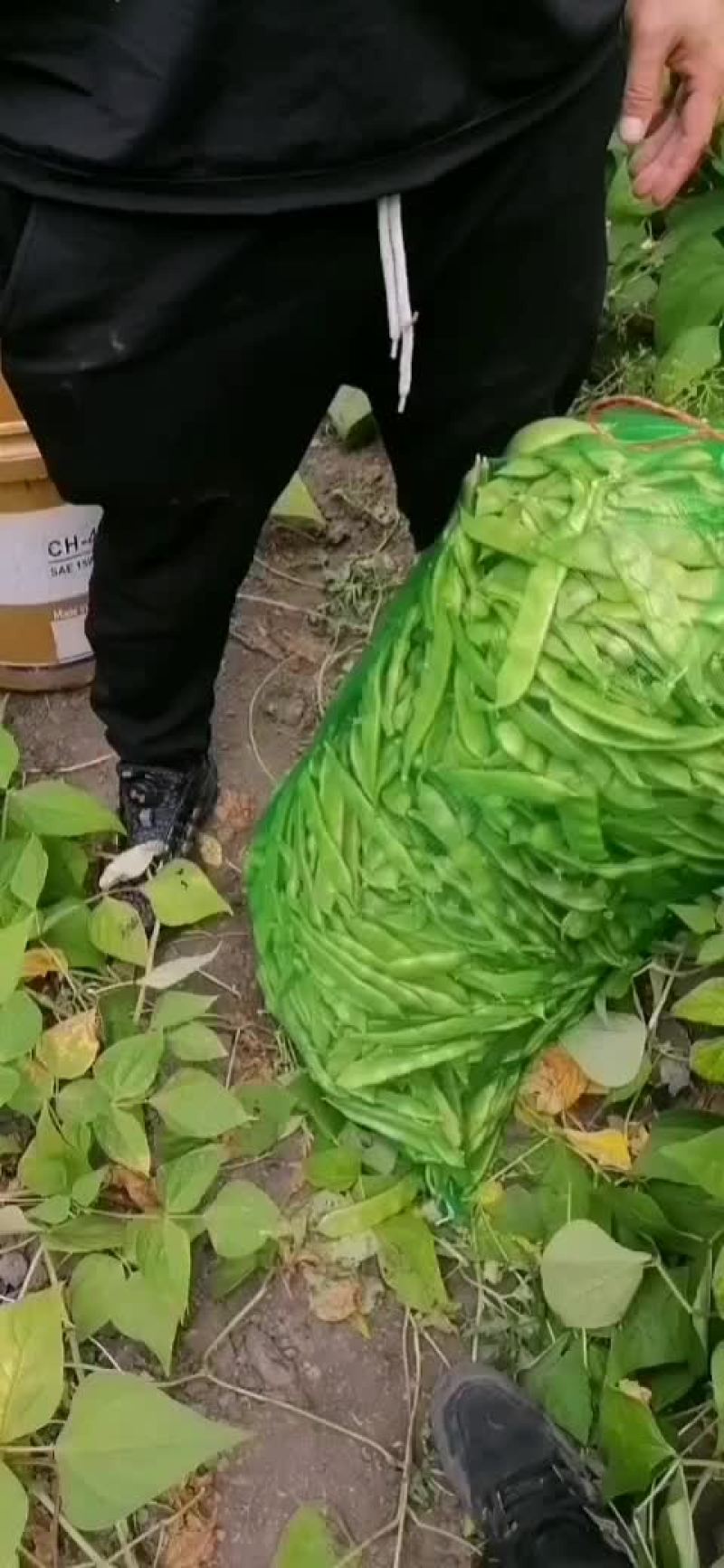 东北特长大油豆