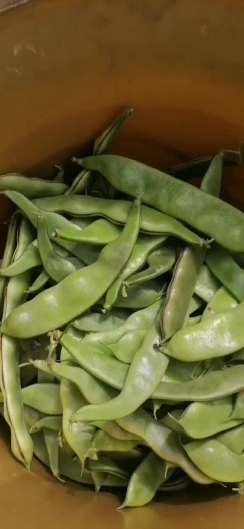 东北特长大油豆