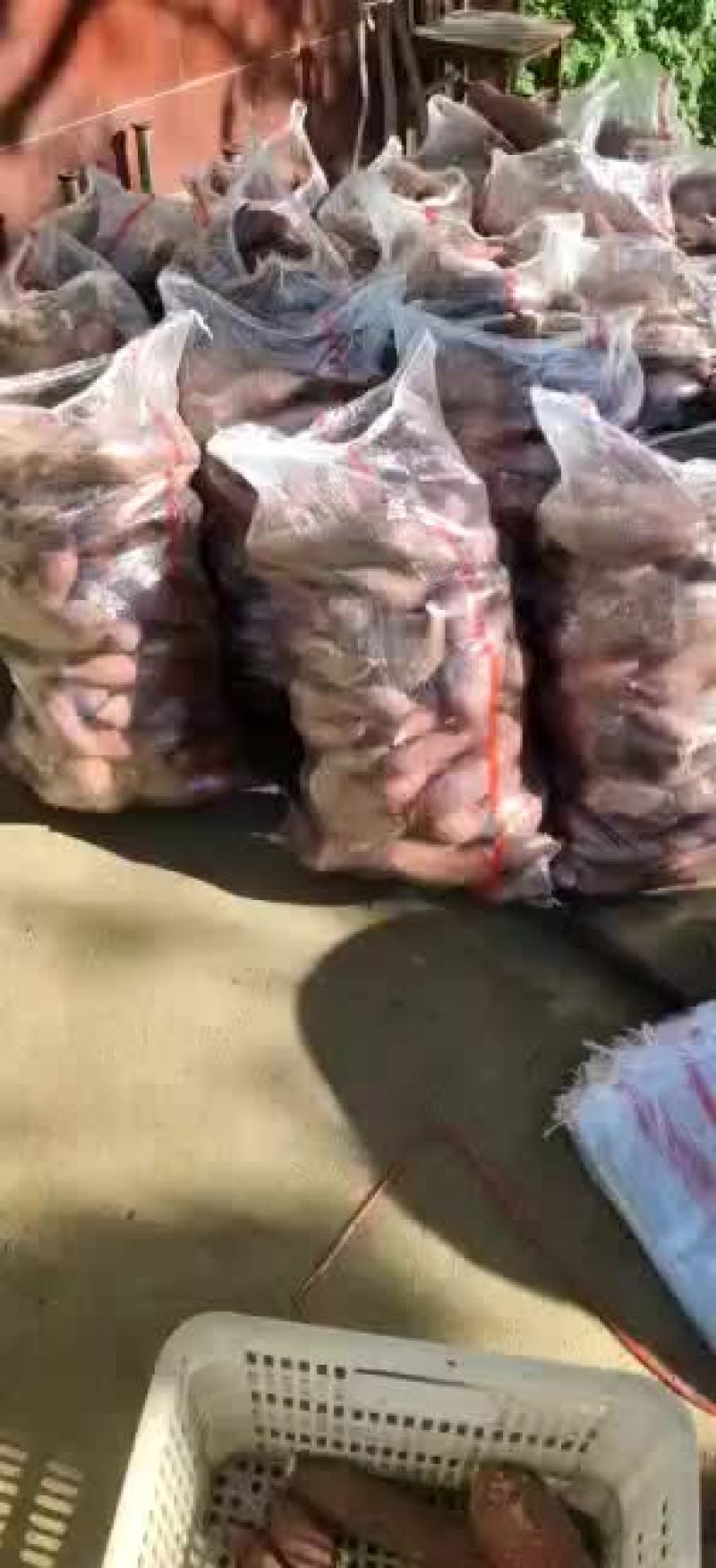 西瓜红