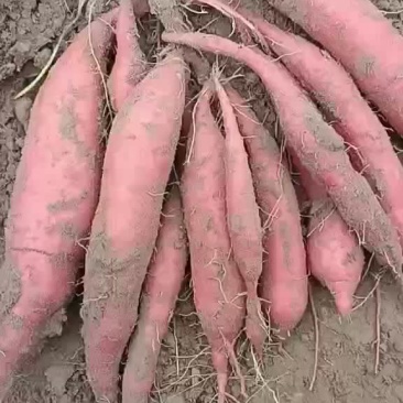 大量出售各种品种地瓜