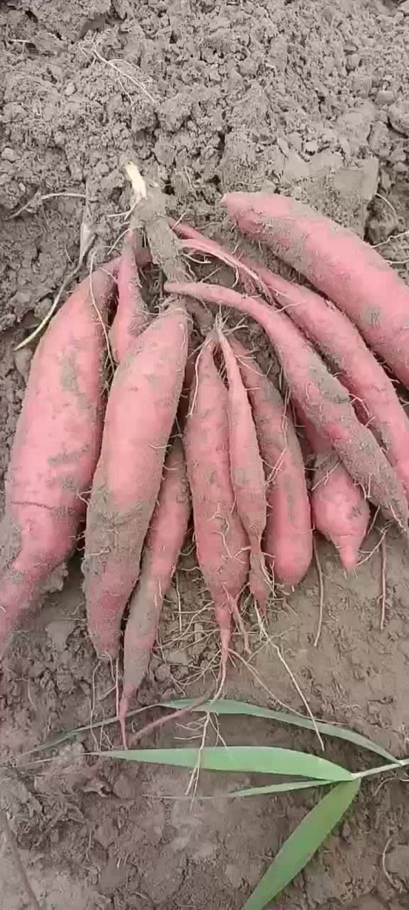 大量出售各种品种地瓜