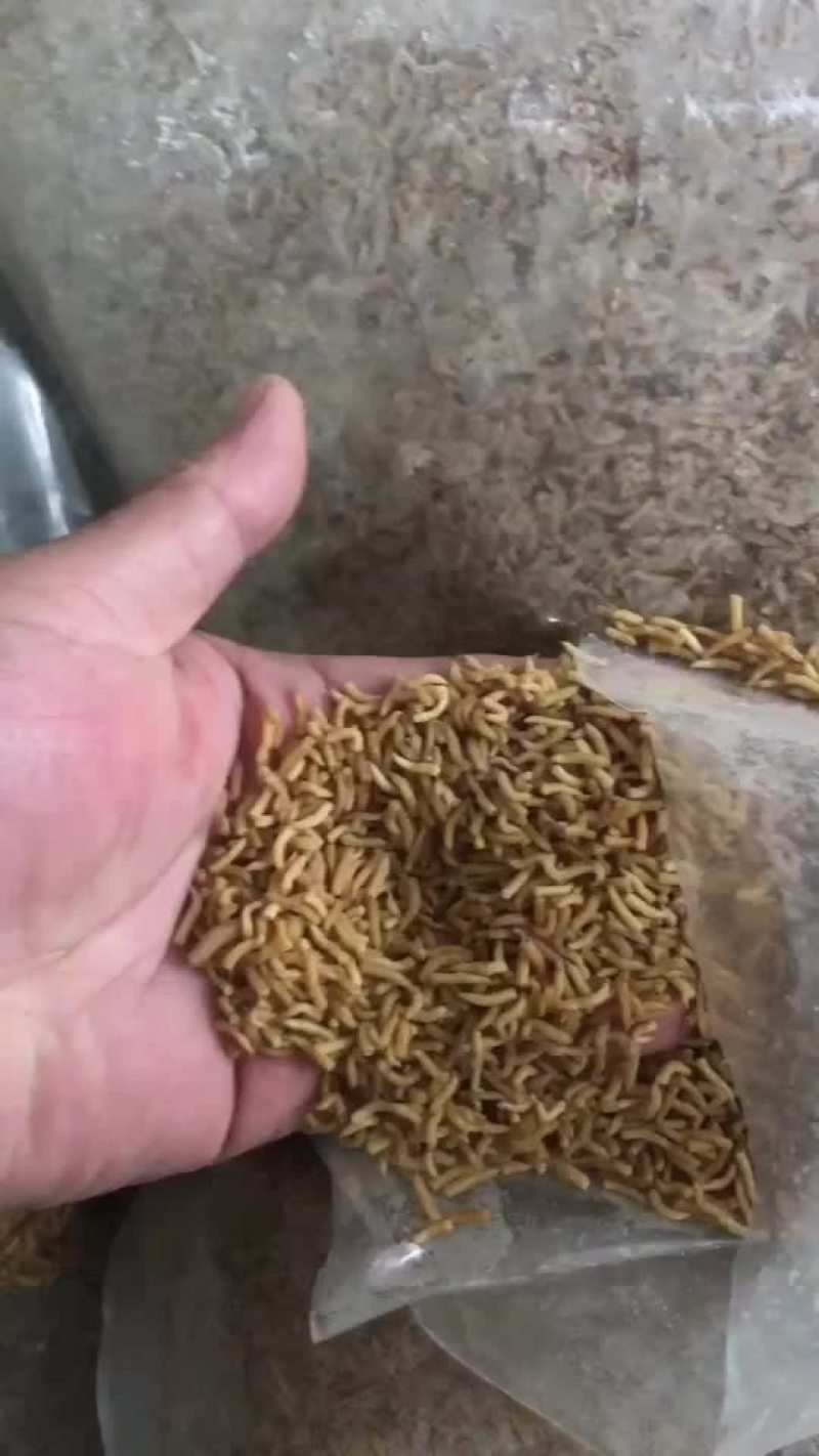 冻干蝇蛆昆虫饵料