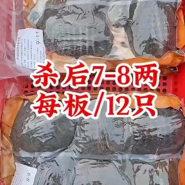 麻辣甲鱼批发，卤甲鱼0.5到一斤规格，量大从优