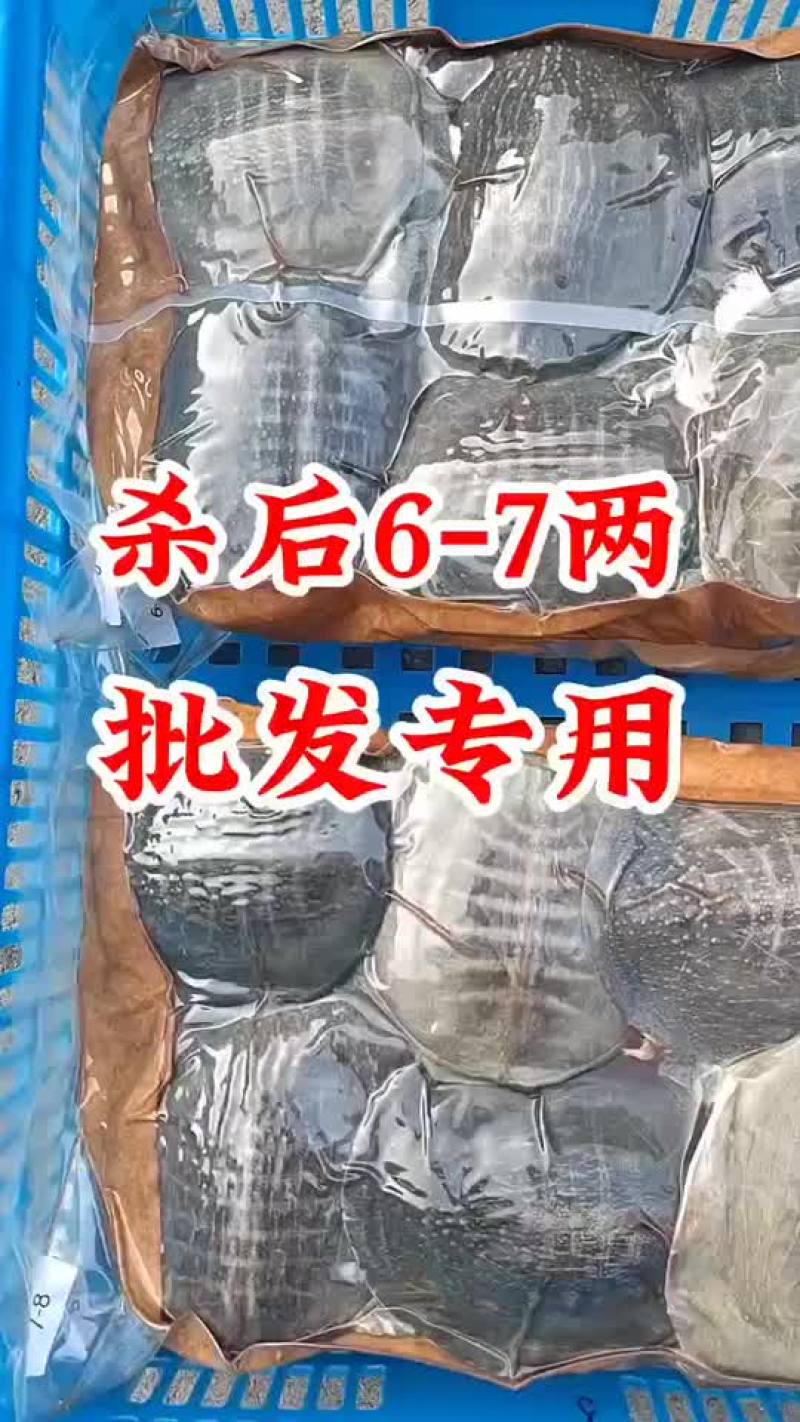 麻辣甲鱼批发，卤甲鱼0.5到一斤规格，量大从优