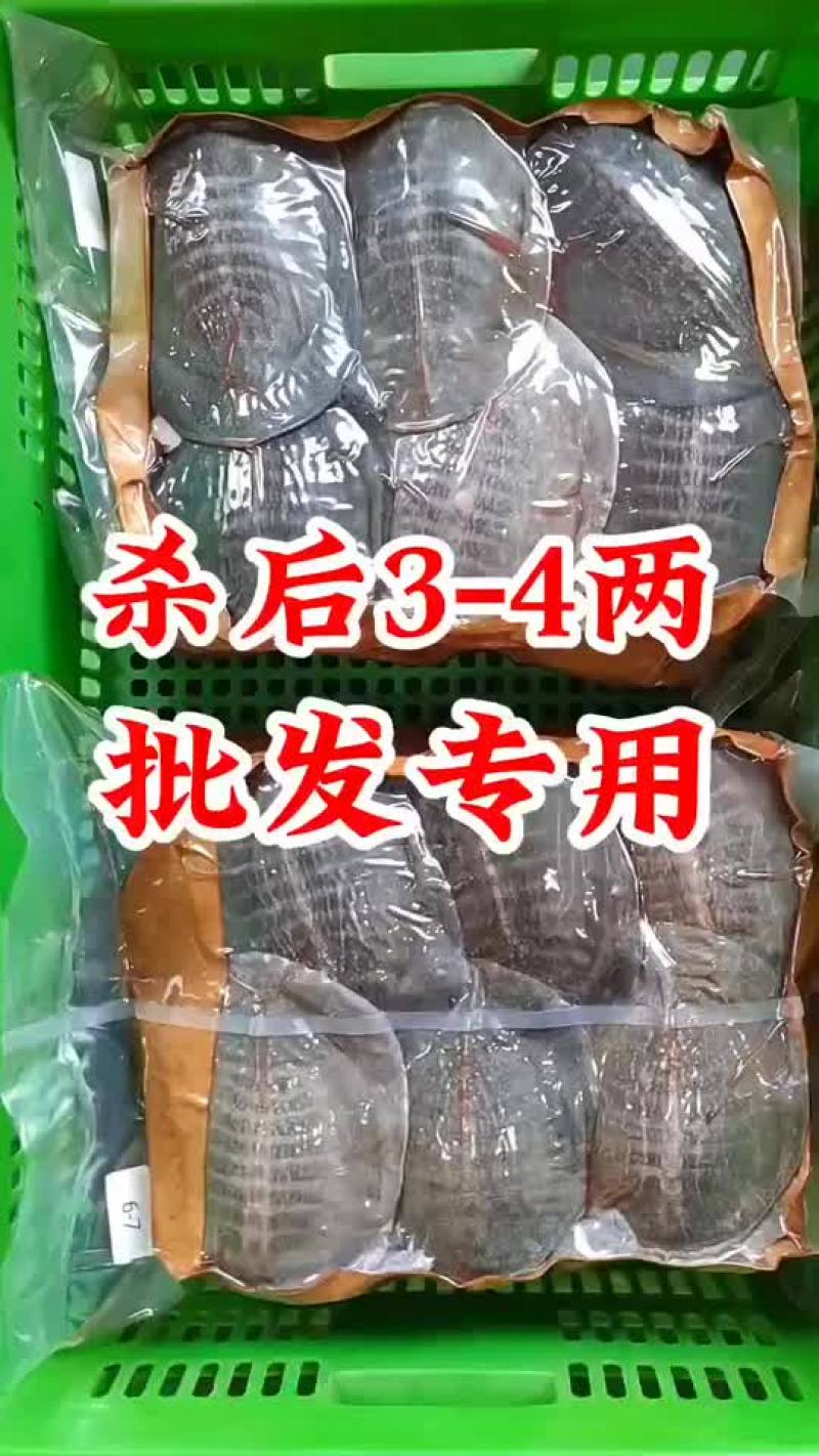 麻辣甲鱼批发，卤甲鱼0.5到一斤规格，量大从优