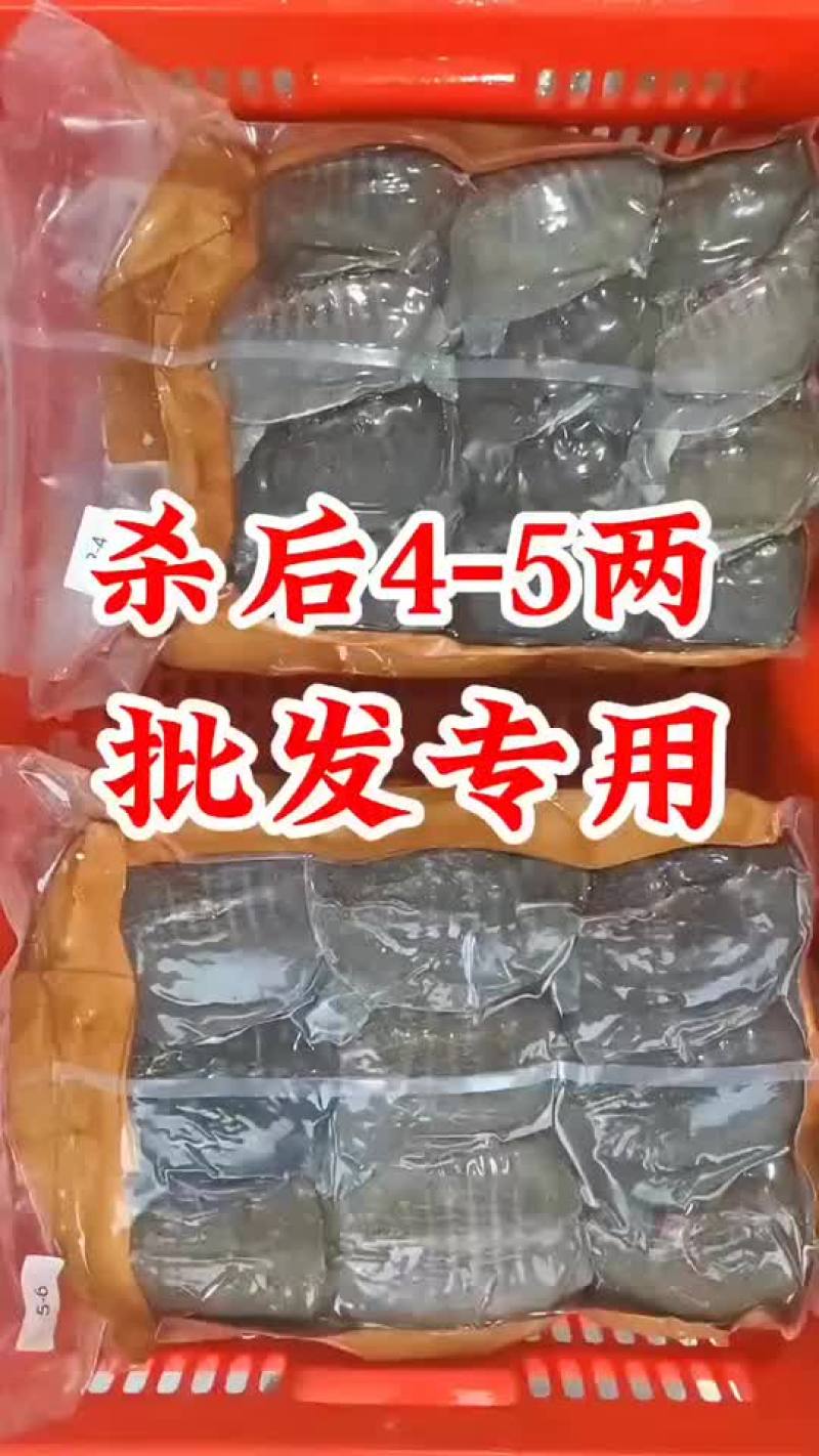 麻辣甲鱼批发，卤甲鱼0.5到一斤规格，量大从优