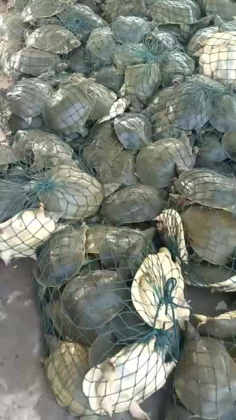 麻辣甲鱼批发，卤甲鱼0.5到一斤规格，量大从优