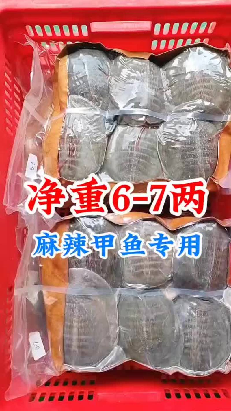 麻辣甲鱼批发，卤甲鱼0.5到一斤规格，量大从优