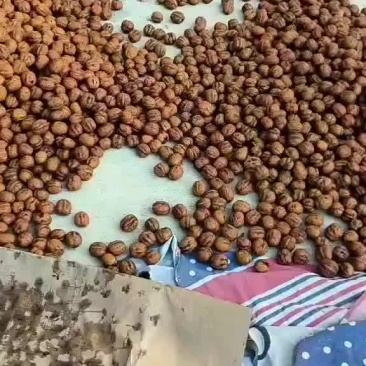 核桃