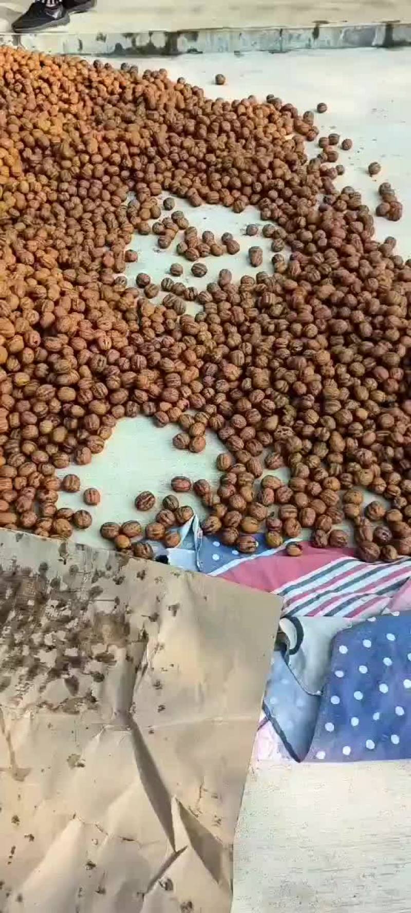 核桃