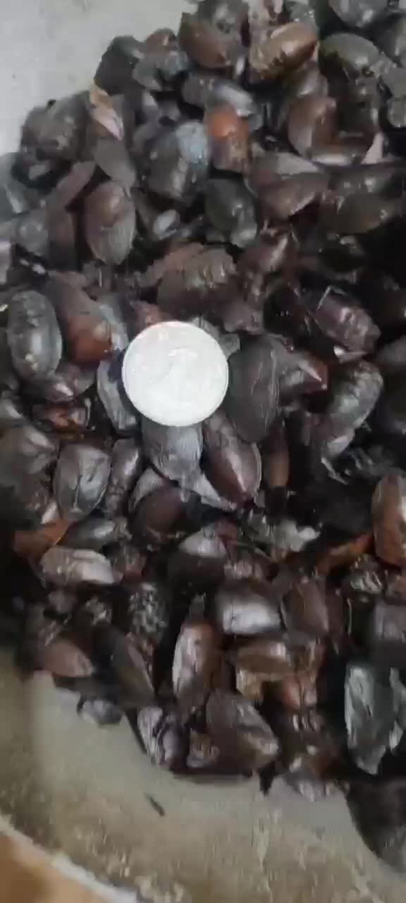 九香虫