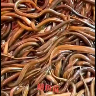 黄鳝