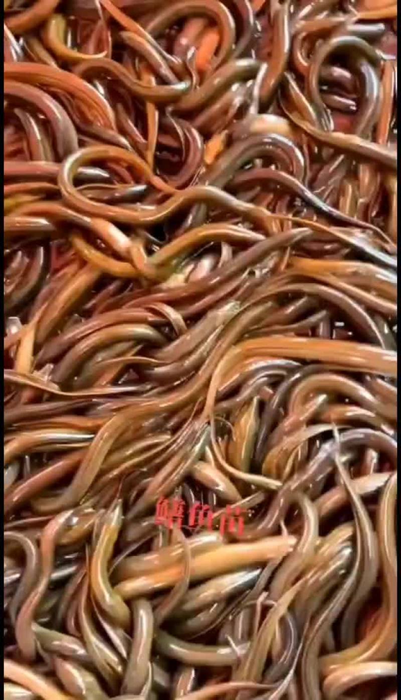 黄鳝