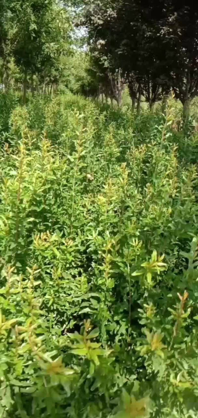 石榴苗两年生出售