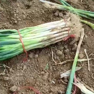 供应长白大葱