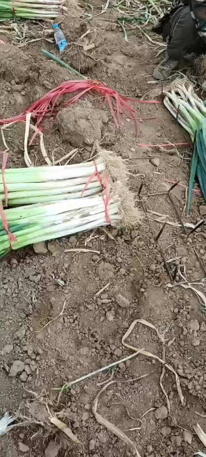 供应长白大葱