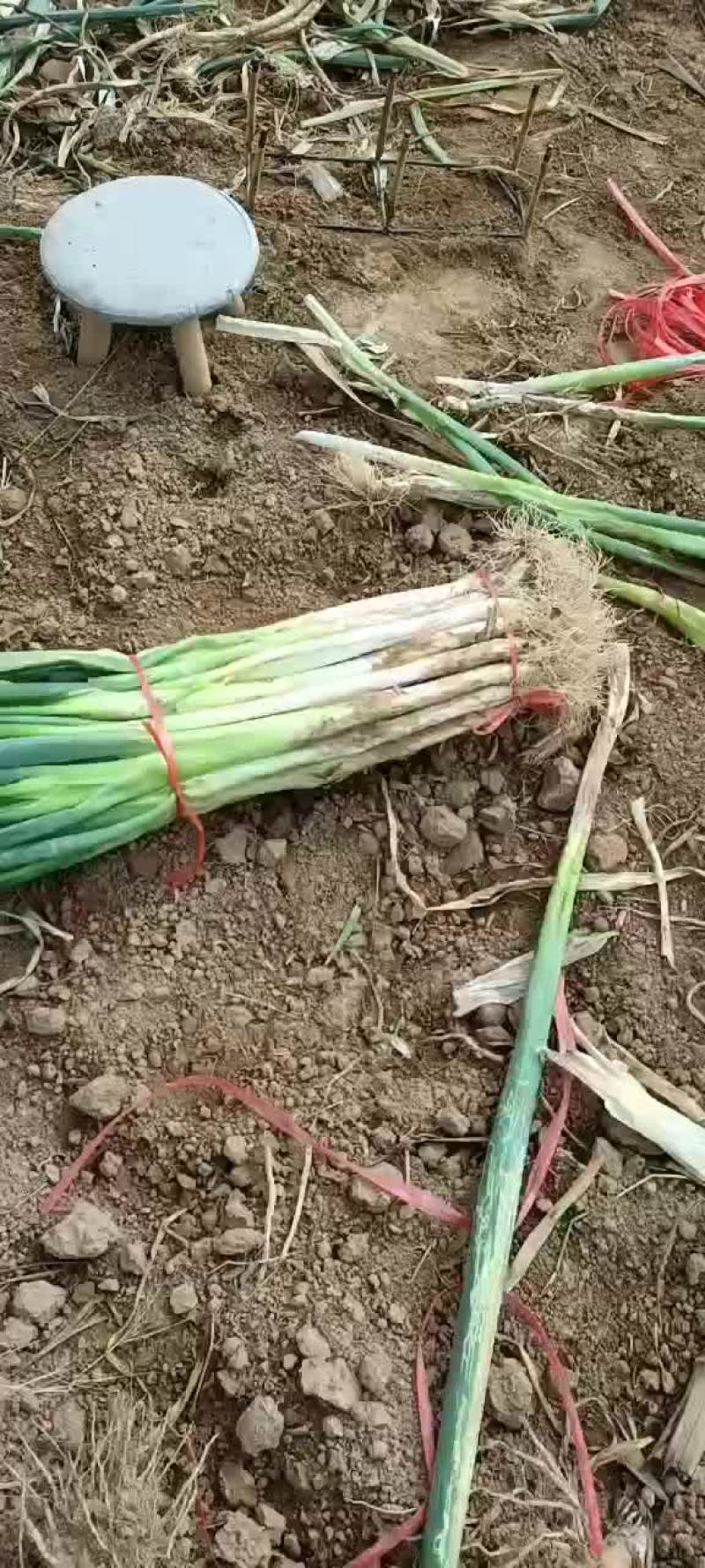 供应长白大葱