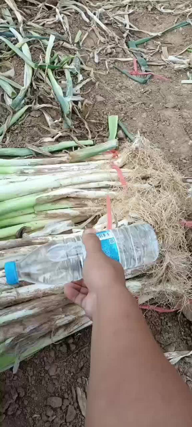 供应长白大葱