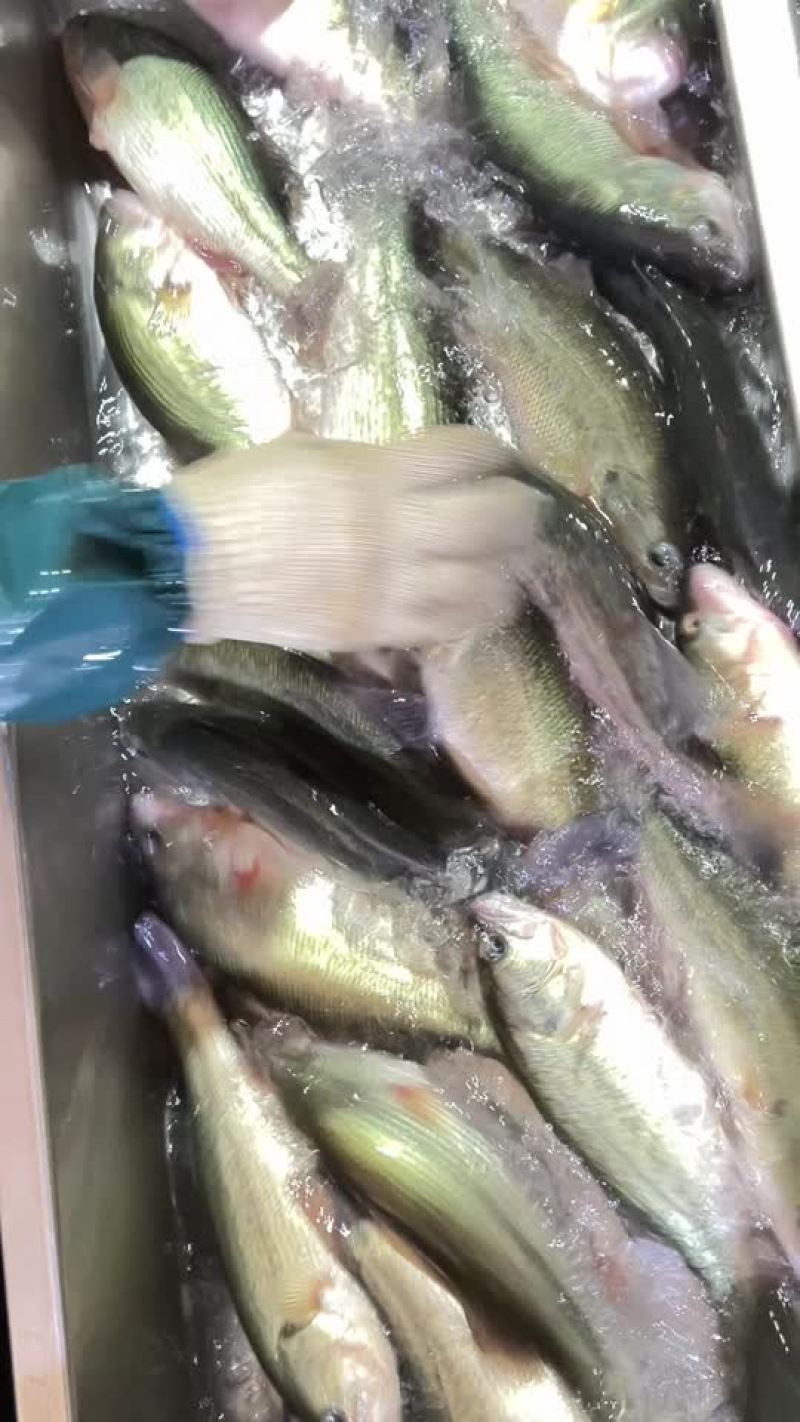 鲈鱼加州鲈鱼全年稳定供应各种规格鲈鱼