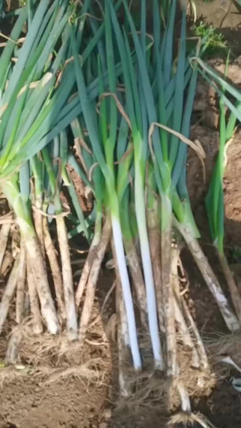 大葱