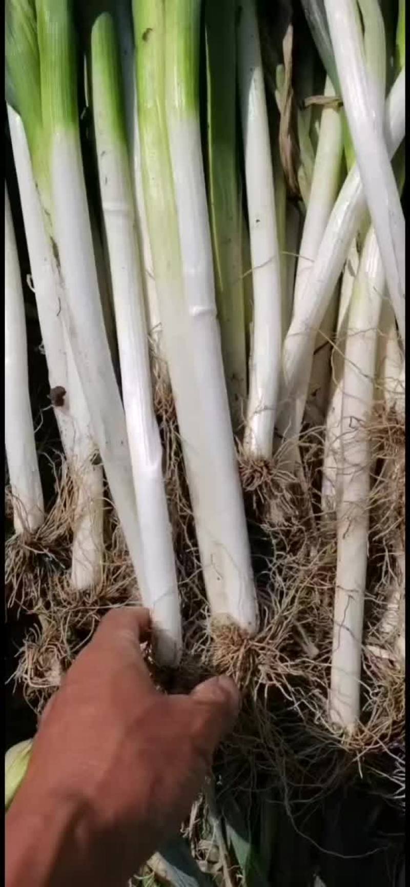 大葱