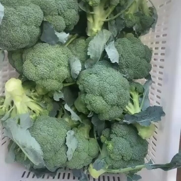 宁夏西兰花大量上市，可视频看货