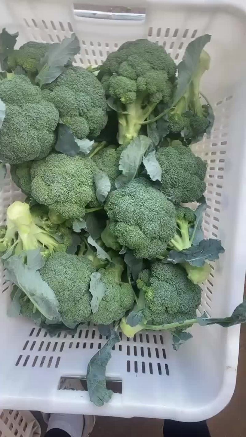 宁夏西兰花大量上市，可视频看货