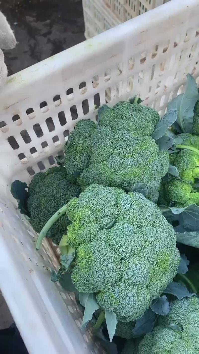 宁夏西兰花大量上市，可视频看货