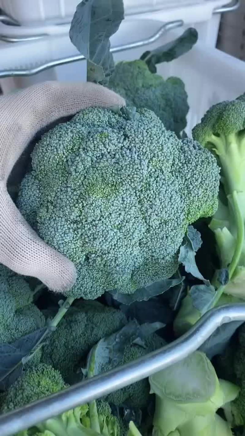 宁夏西兰花大量上市，可视频看货