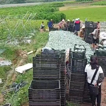 小东瓜