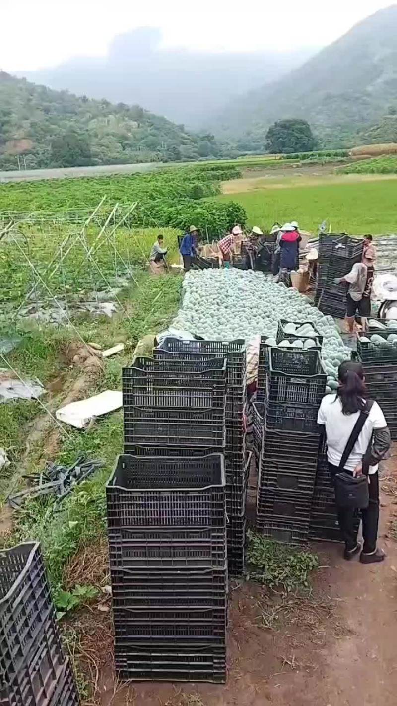 小东瓜