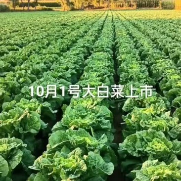 东北黄心白菜