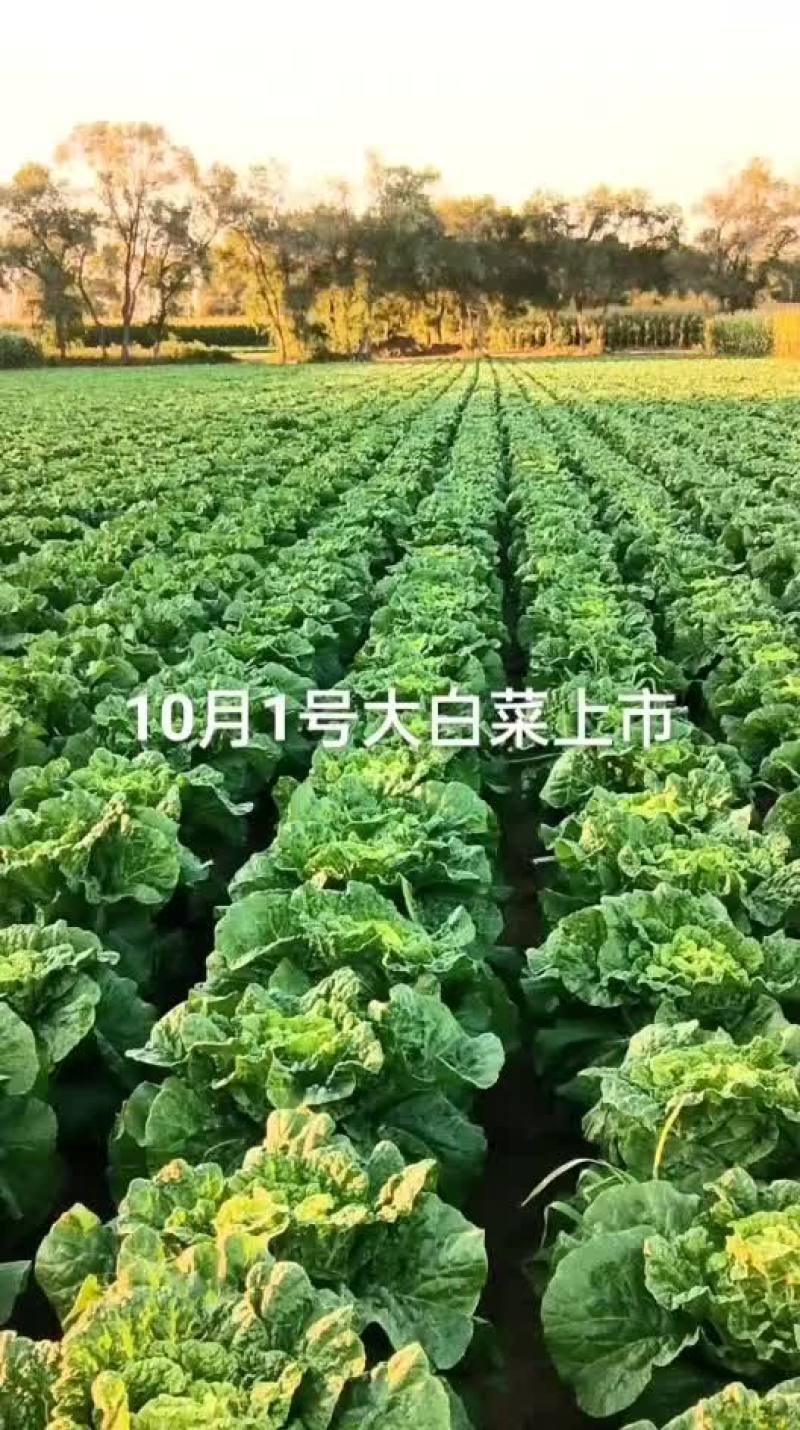 东北黄心白菜