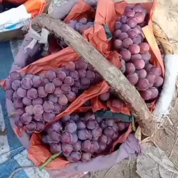 沪太八号葡萄有大量的优质果，整车收购者价格优惠，
